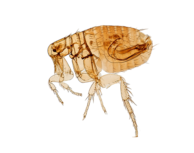  הדברת פרעושים