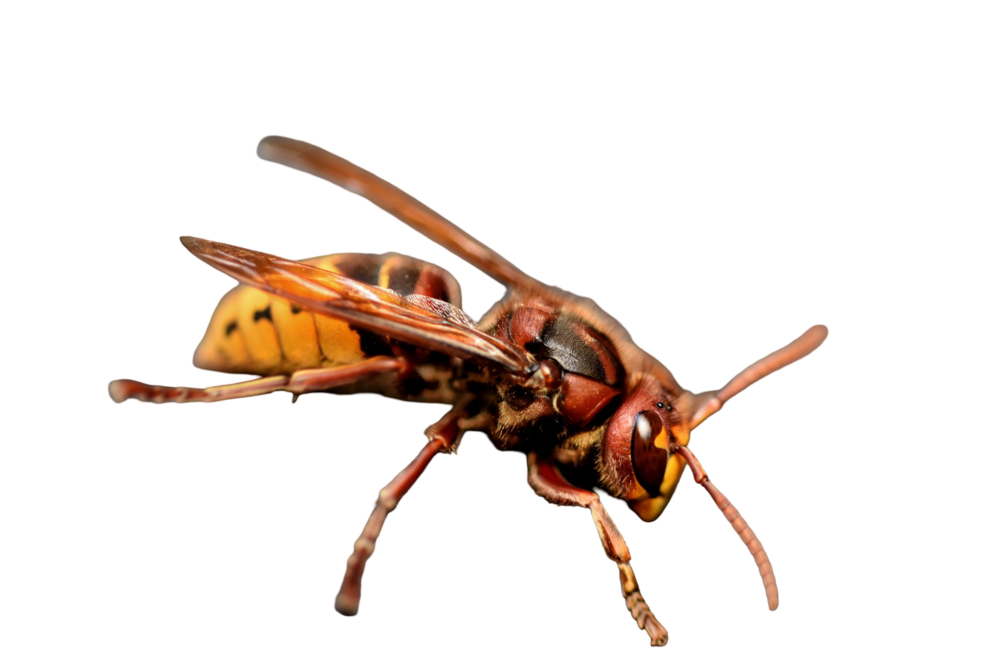 הדברת נמלים