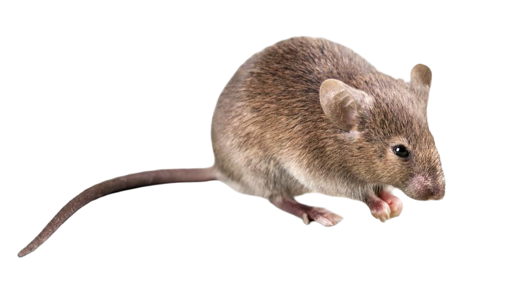 הדברת עכברים