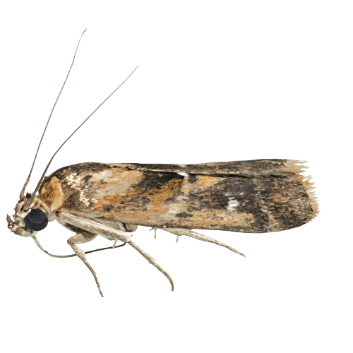 הדברת עש הבגדים