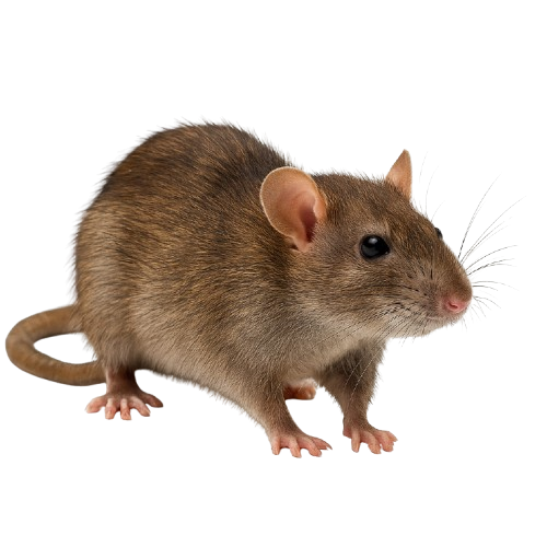 הדברת חולדות