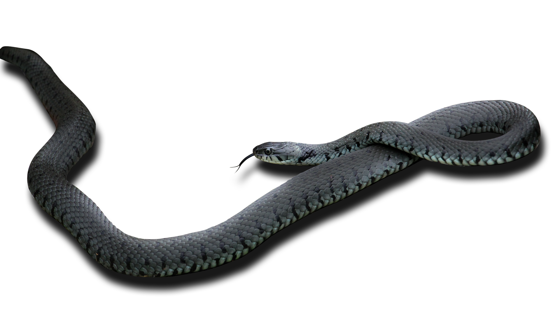 לכידת נחשים